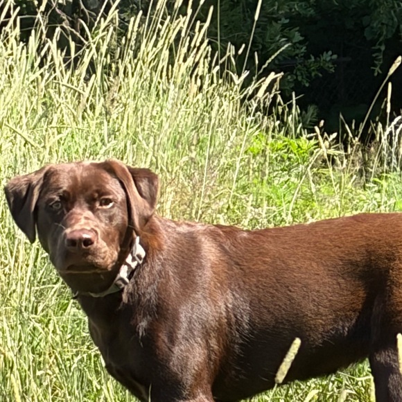 baileypuppy